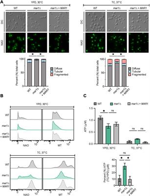 Cryptococcus neoformans Mar1 function links mitochondrial metabolism, oxidative stress, and antifungal tolerance